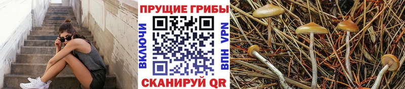 Купить  Шацк  Псилоцибиновые грибы Magic Shrooms 